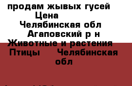 продам жывых гусей  › Цена ­ 1 300 - Челябинская обл., Агаповский р-н Животные и растения » Птицы   . Челябинская обл.